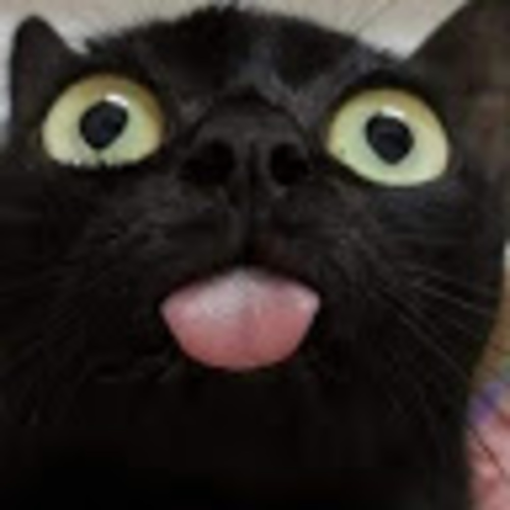 Meet your Posher, Ducky